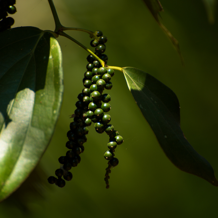 Organic Whole Black Pepper.