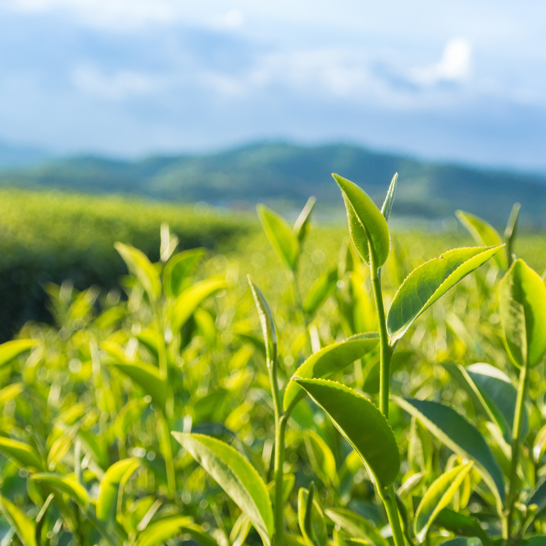 Organic Green Tea.