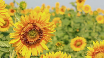 Cold Pressed Sunflower Oil.